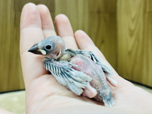 シルバー文鳥