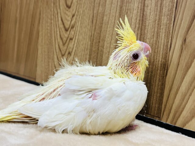 オカメインコ