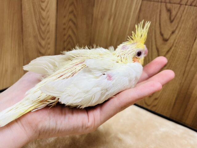 オカメインコ