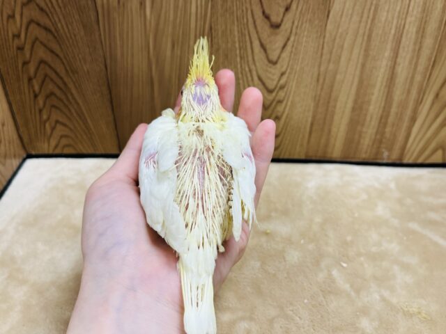 オカメインコ