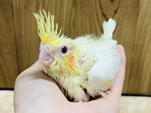 オカメインコ