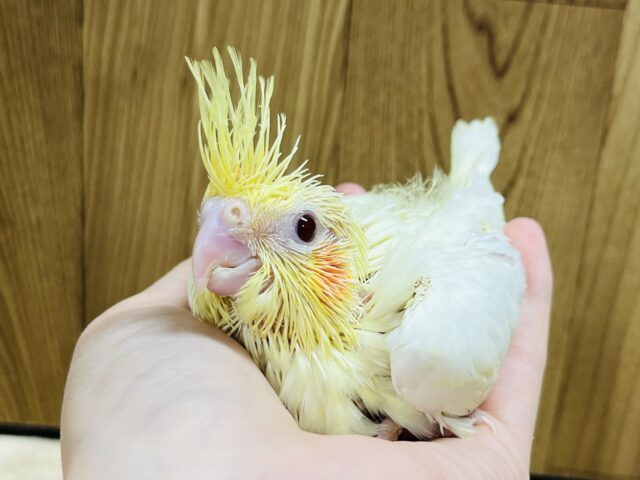 オカメインコ