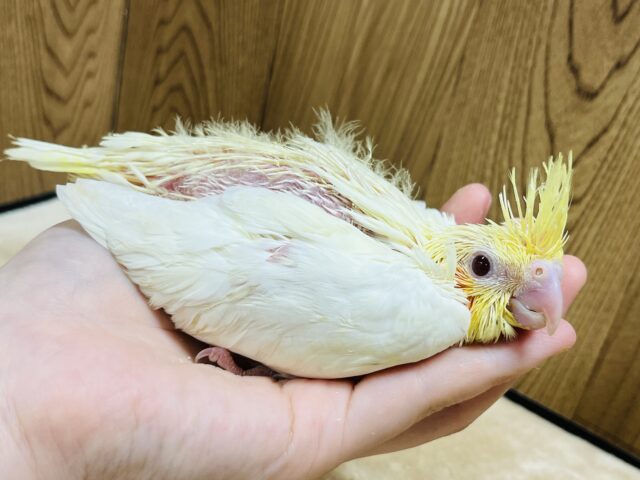オカメインコ