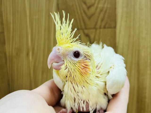 オカメインコ