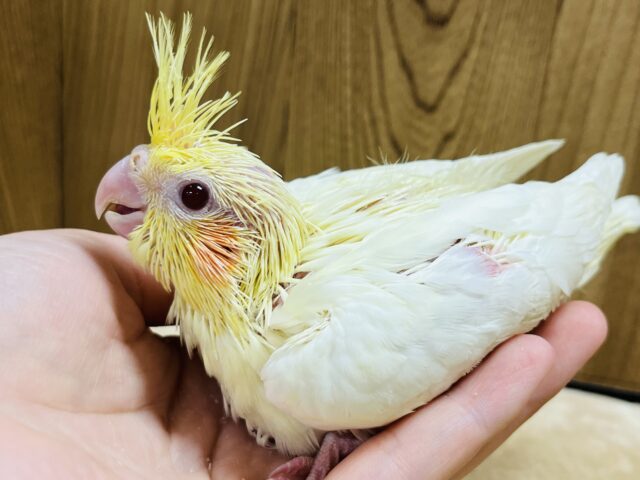 オカメインコ
