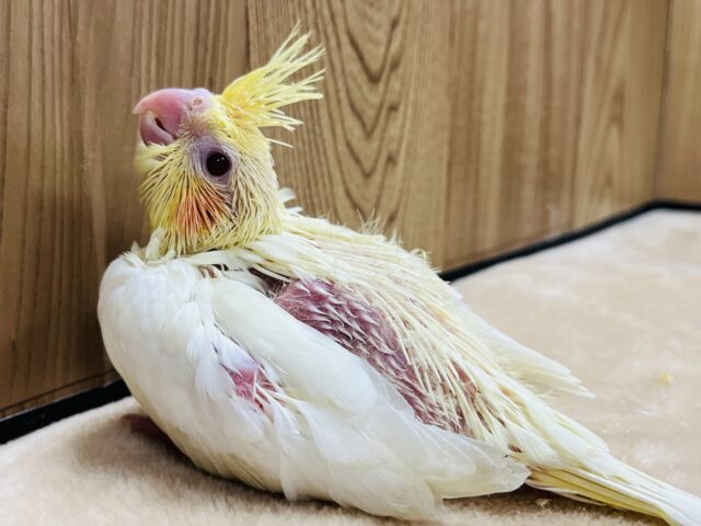 オカメインコ