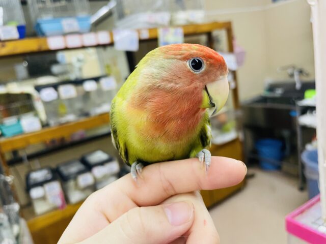 コザクラインコ（小桜インコ）