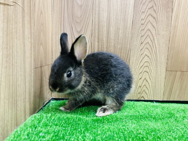 ネザーランドドワーフ