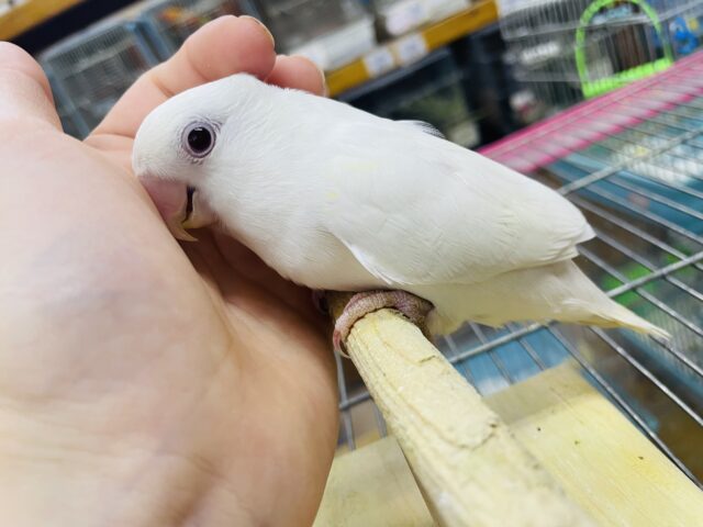 コザクラインコ（小桜インコ）