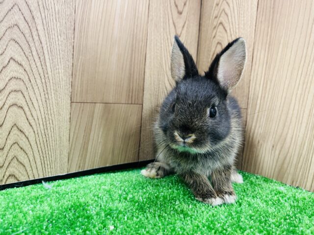 ネザーランドドワーフ