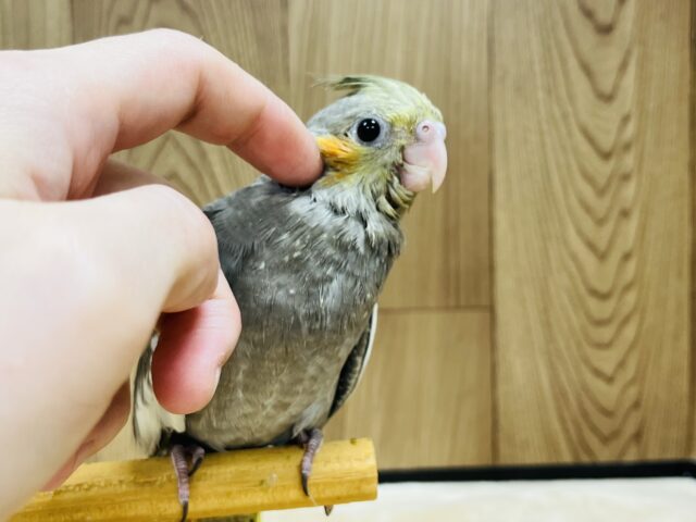オカメインコ