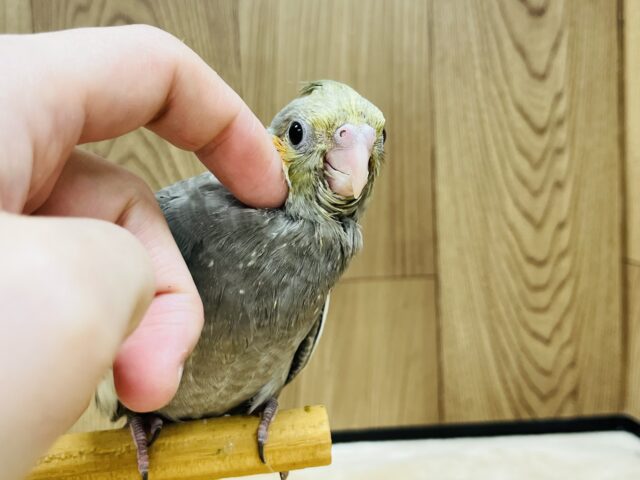 オカメインコ