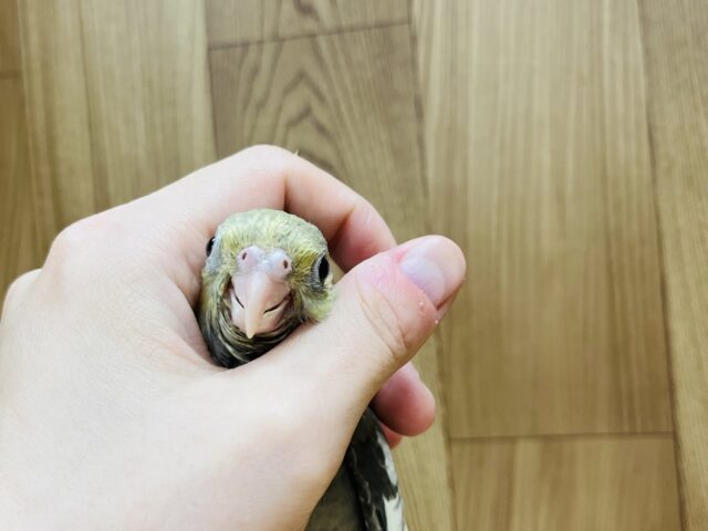 オカメインコ