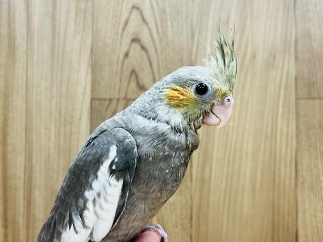 オカメインコ