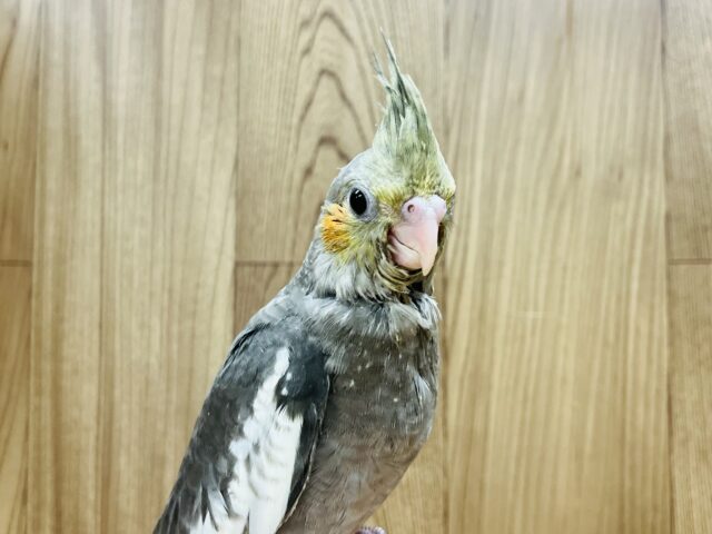 オカメインコ