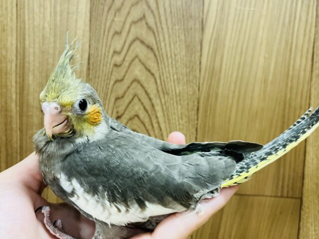 オカメインコ