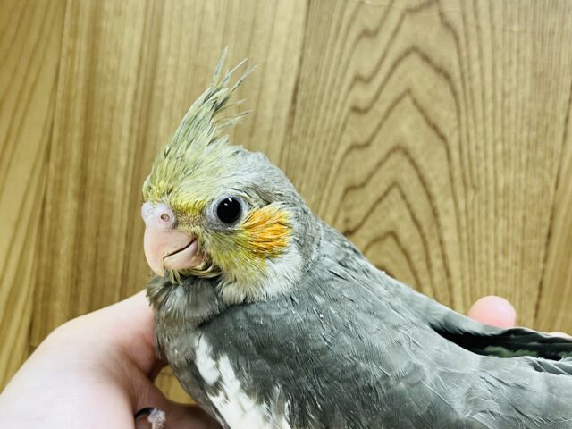 オカメインコ