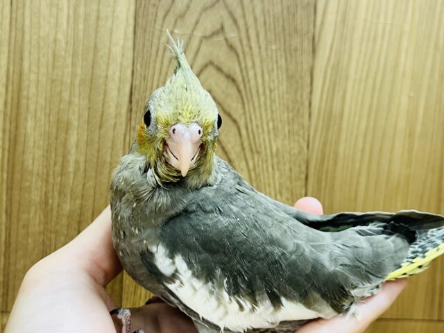 オカメインコ