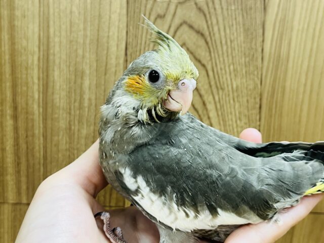 オカメインコ