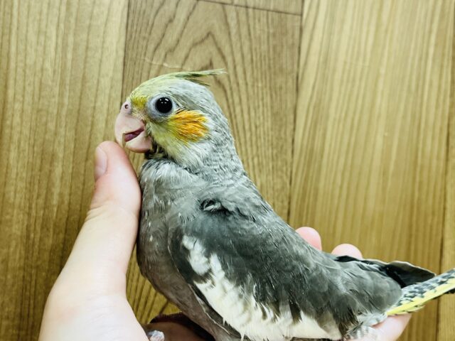 オカメインコ