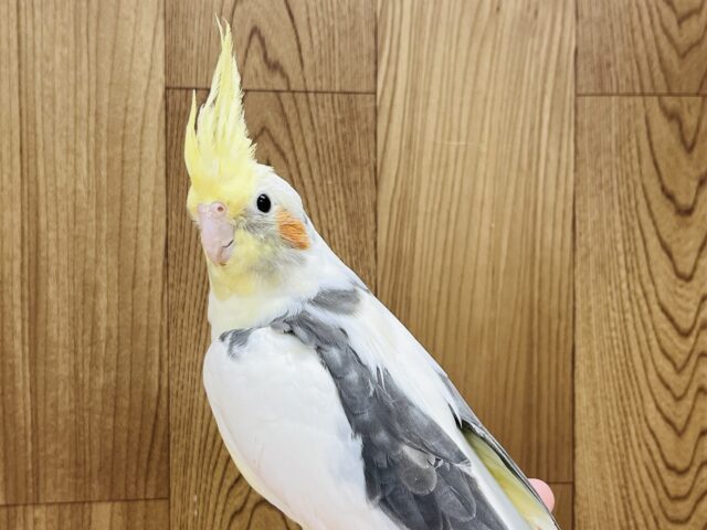 オカメインコ