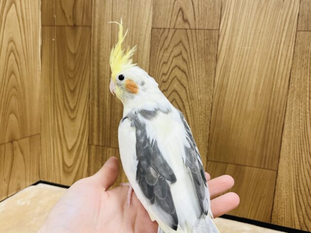 オカメインコ