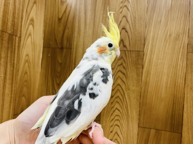 オカメインコ