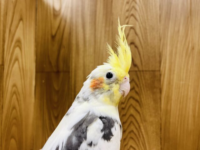 オカメインコ