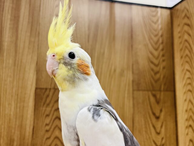 オカメインコ