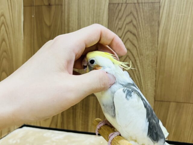 オカメインコ