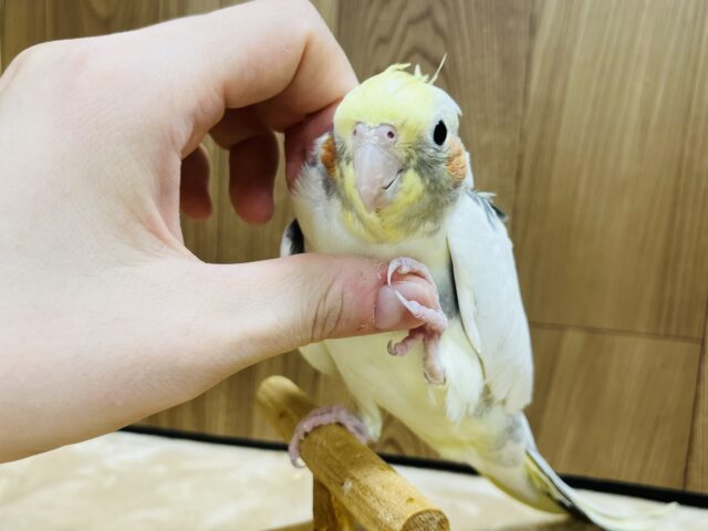 オカメインコ