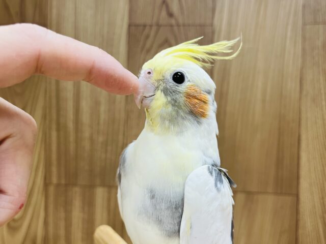 オカメインコ