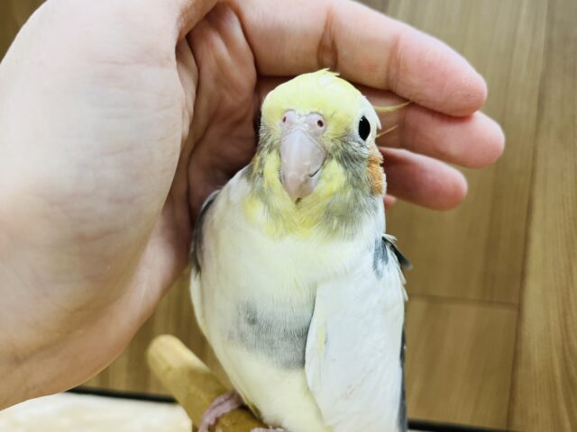 オカメインコ