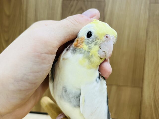 オカメインコ