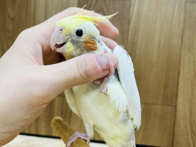 オカメインコ