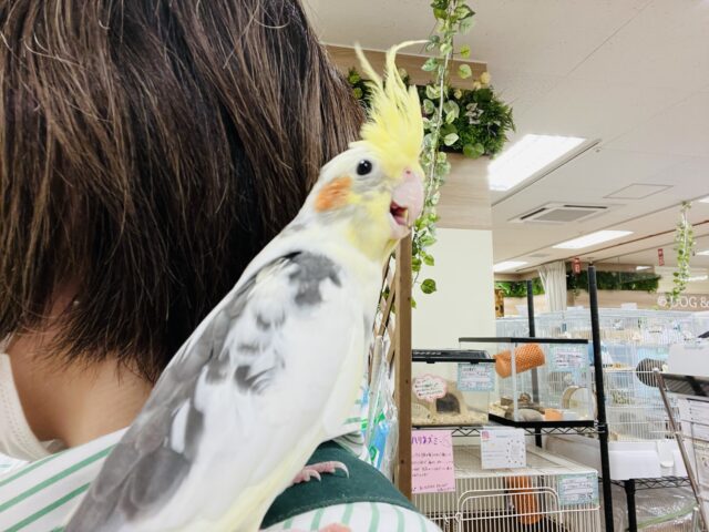オカメインコ