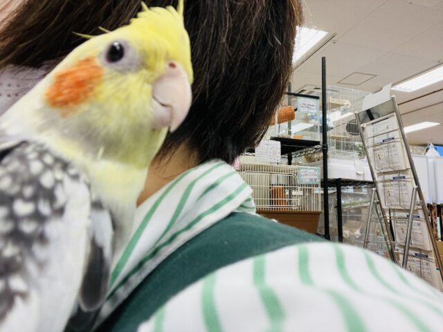 オカメインコ