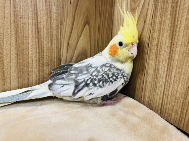 オカメインコ
