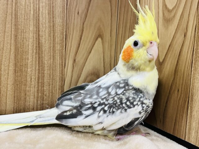 オカメインコ