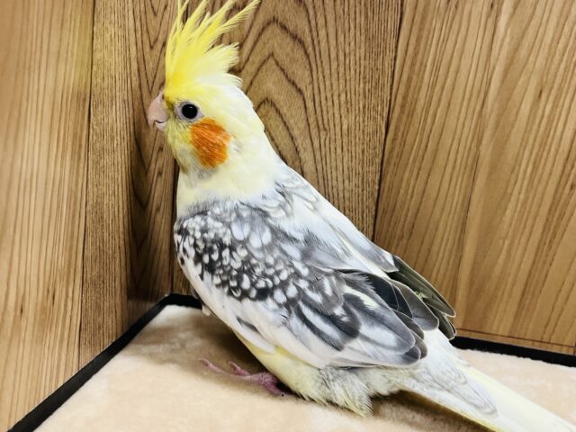 オカメインコ