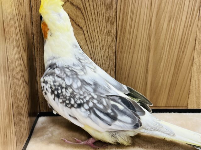 オカメインコ