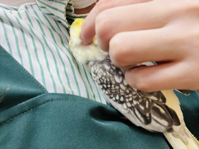 オカメインコ