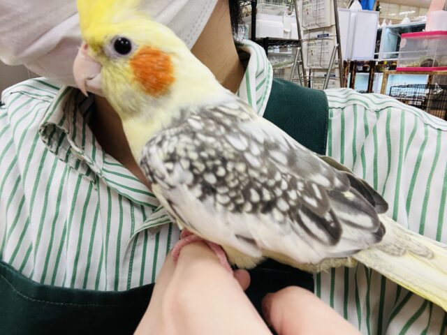オカメインコ