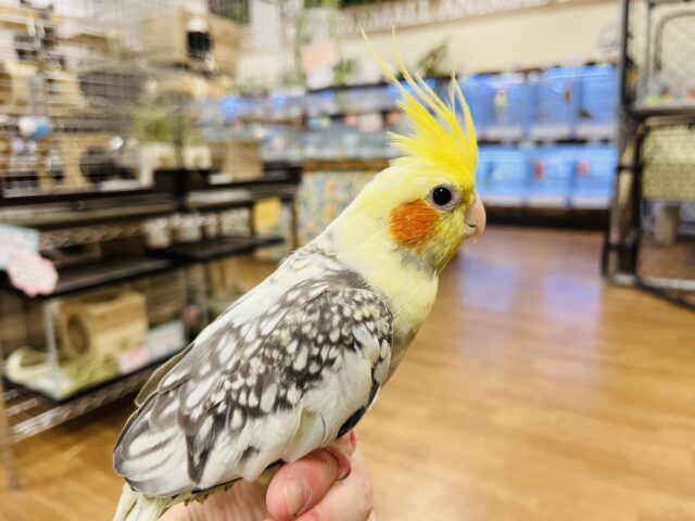 オカメインコ