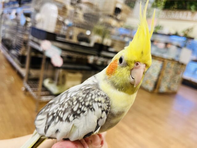 オカメインコ