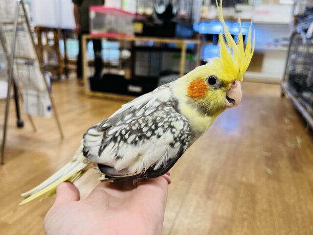 オカメインコ