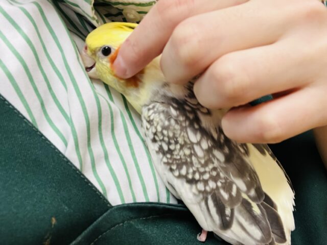 オカメインコ