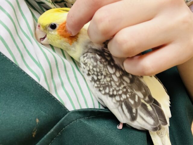 オカメインコ