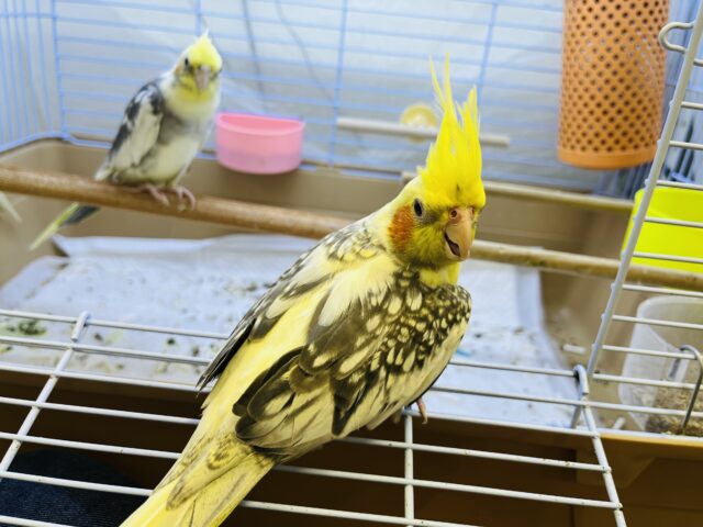オカメインコ