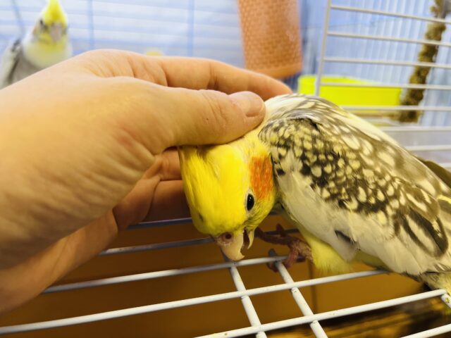 オカメインコ
